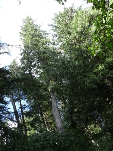Giant Cedar