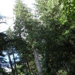 Giant Cedar