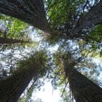 giant cedars